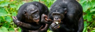 Le moine et le bonobo : d'où vient l'altruisme chez l'homme ?