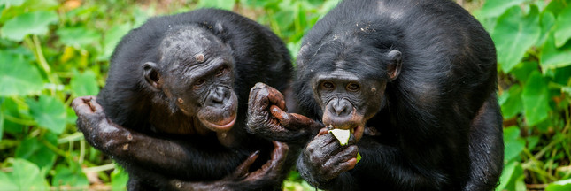 Le moine et le bonobo : d’où vient l’altruisme chez l’homme ?