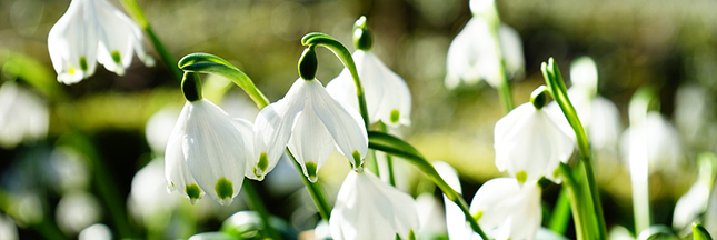 Perce-neige, printemps