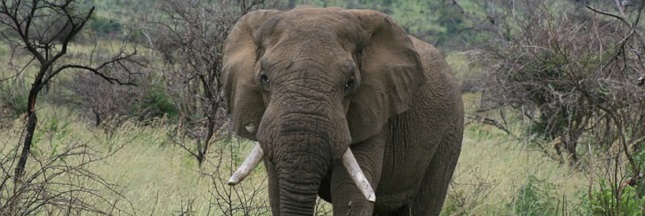 Le massacre des éléphants en pleine expansion