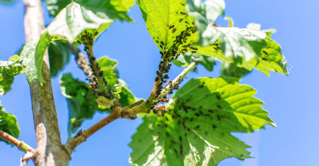 Pucerons : fabriquez votre insecticide naturel