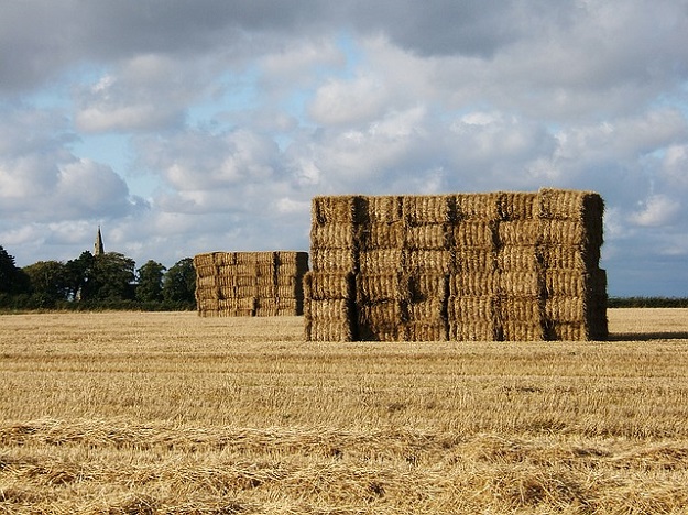champ blé terres agricoles