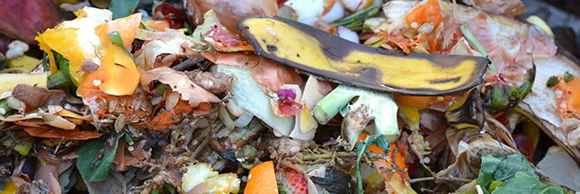Ces ‘déchets alimentaires’ que l’on pourrait manger