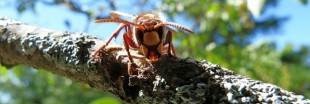 Faut-il piéger le frelon asiatique ?