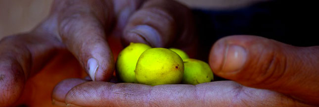 Huile d’Argan : connaissez-vous l’or berbère ?