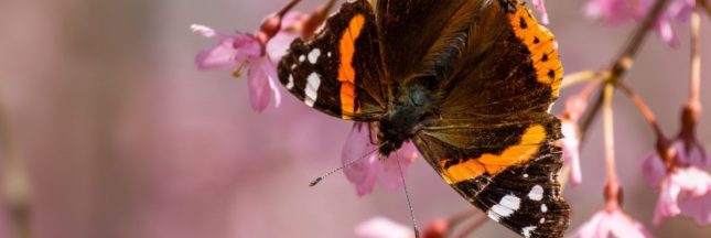Faites de votre jardin un paradis pour les papillons avec leurs plantes préférées