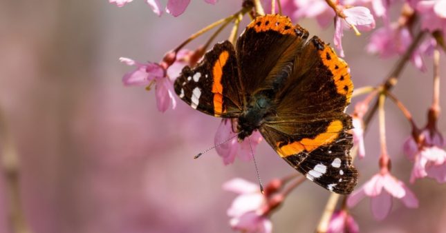 Faites de votre jardin un paradis pour les papillons avec leurs plantes préférées Faites de votre jardin un paradis pour les papillons avec leurs plantes préférées