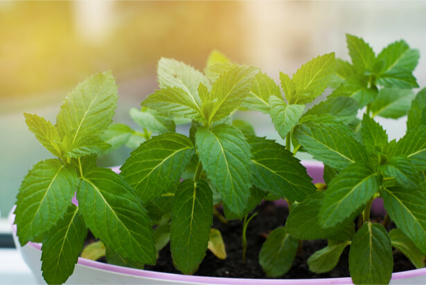 plantes dépolluantes, purifier