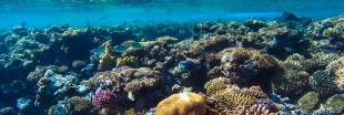 Découverte insolite d'un récif corallien de 1.000 km au Brésil