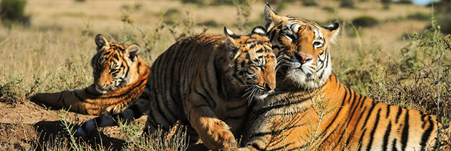 La population de tigres augmente pour la première fois depuis un siècle