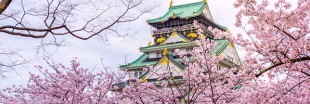 'Ohanami' ou comment le Japon célèbre la floraison des sakura