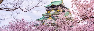 'Ohanami' ou comment le Japon célèbre la floraison des sakura