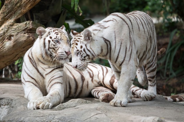 La population de tigres dans le monde est en hausse pour la première fois depuis plus d'un siècle