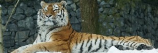 Les tigres menacés par la médecine traditionnelle chinoise [Vidéo]