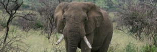 Le massacre des éléphants en pleine expansion