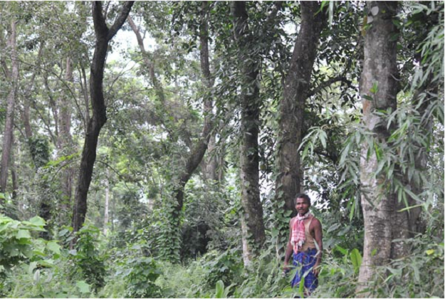 Jadav Payeng Forest Man