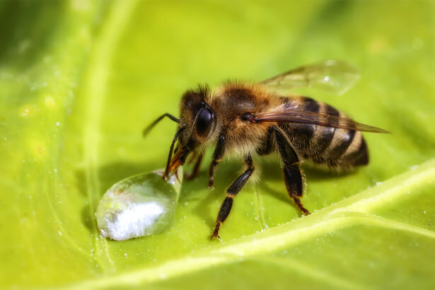 aider abeilles