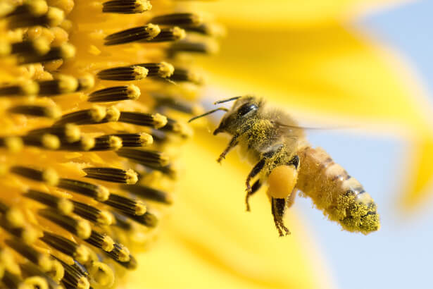 aider abeilles