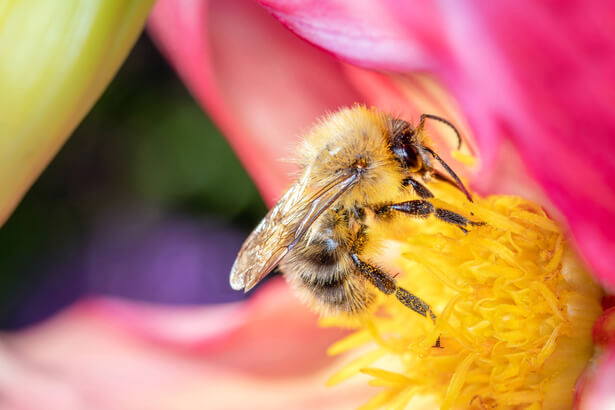 aider abeilles