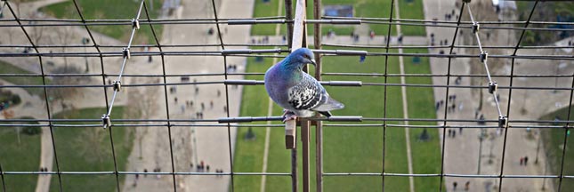 Biodiversité en Île-de-France : oiseaux et papillons en déclin