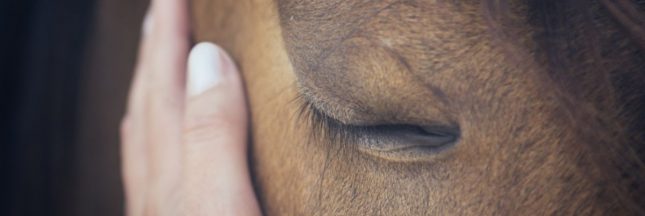 Équithérapie ou quand les chevaux soignent le mental