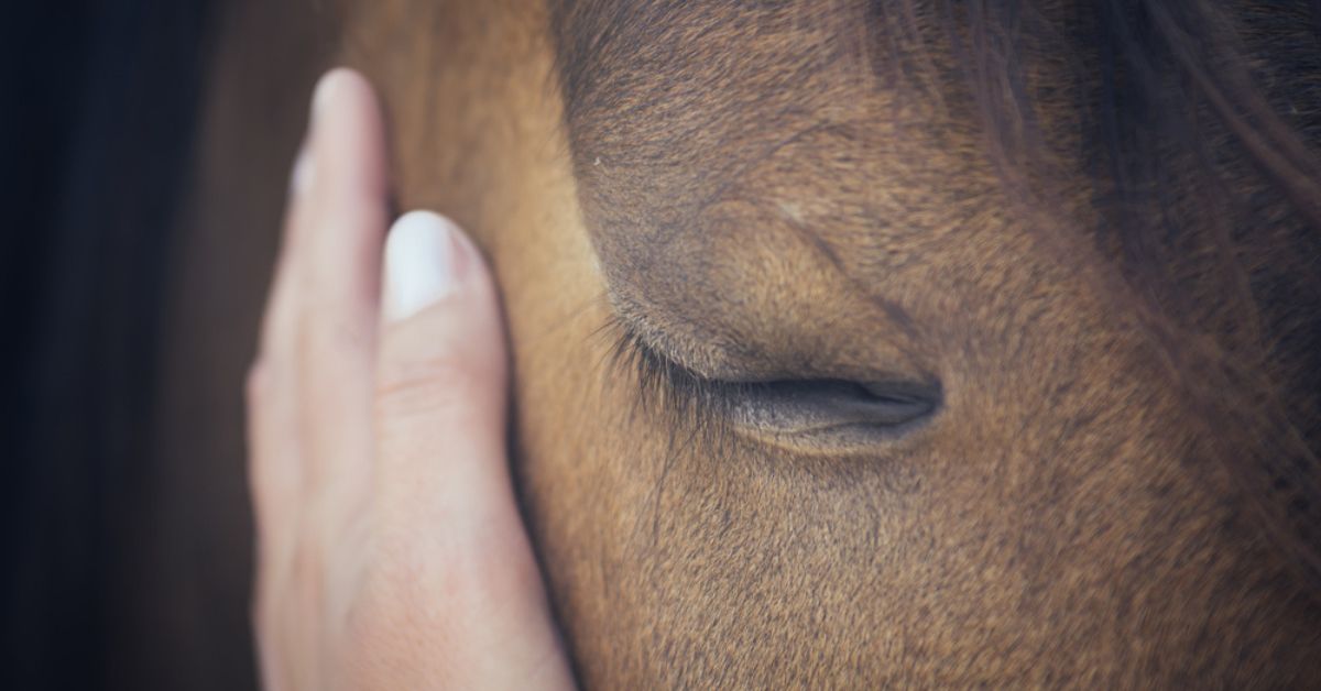 Équithérapie ou quand les chevaux soignent le mental