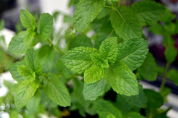 5 plantes pour purifier votre chambre