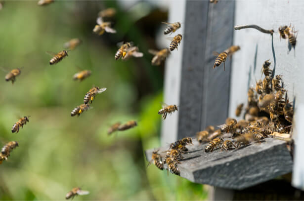 aider abeilles