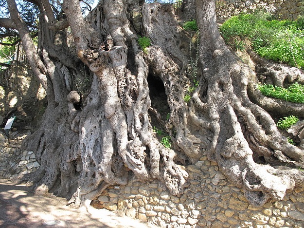 plus vieux arbres olivier