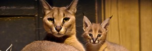 Naissances d'un caracal et d'une panthère en plein coeur de Paris