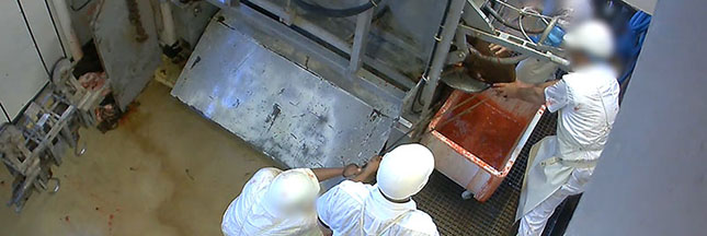 Scandale dans les abattoirs : une nouvelle vidéo choc sur la maltraitance animale