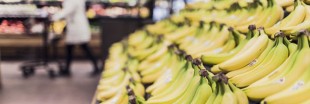 Banane : choisissez entre exploitation inhumaine et production éco-responsable