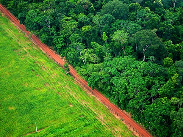 forêt amazonienne déforestation 