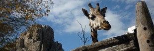 Fermeture du zoo de Buenos Aires qui deviendra un éco-parc