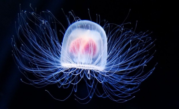 animal extraordinaire meduse immortelle