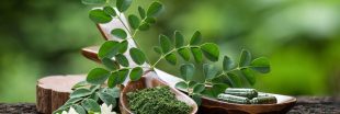 Le moringa, l'arbre aux mille vertus santé