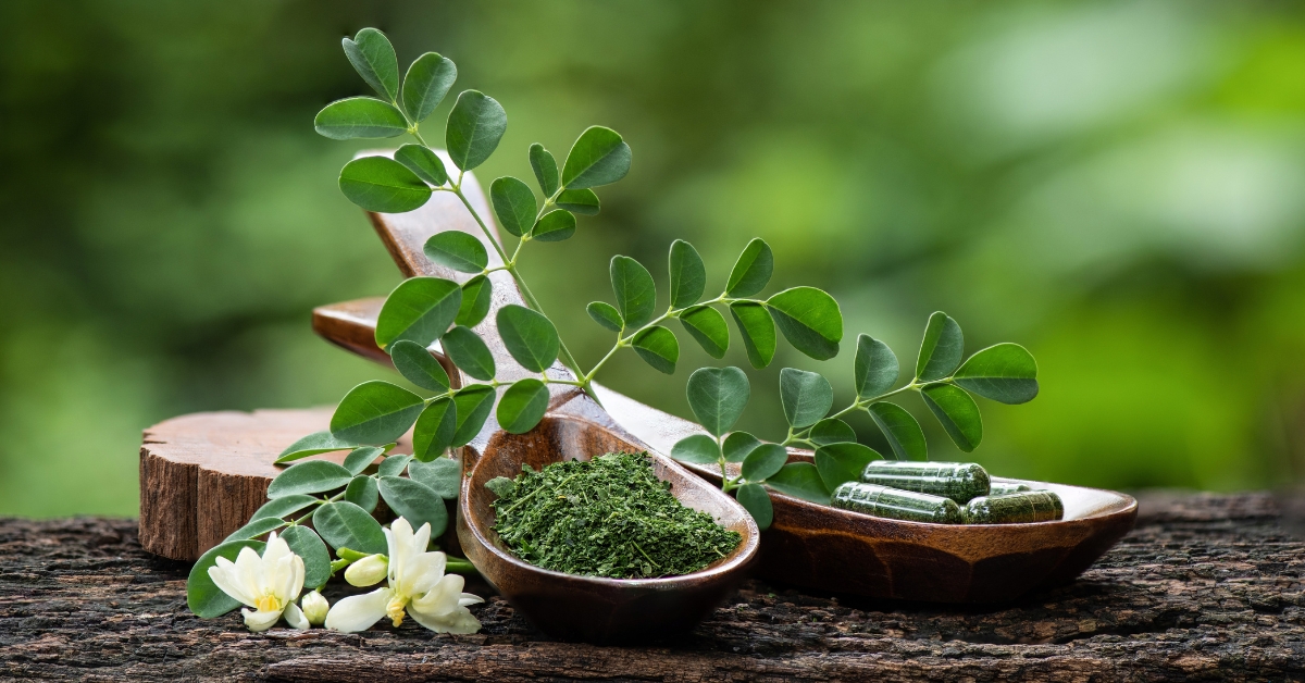 Le moringa, l'arbre aux mille vertus santé Le moringa, l'arbre aux mille vertus santé