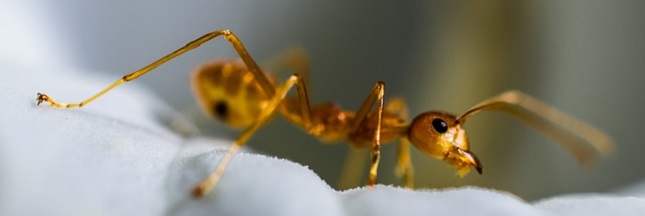 L’épilation définitive à la crème aux oeufs de fourmi : une arnaque ?