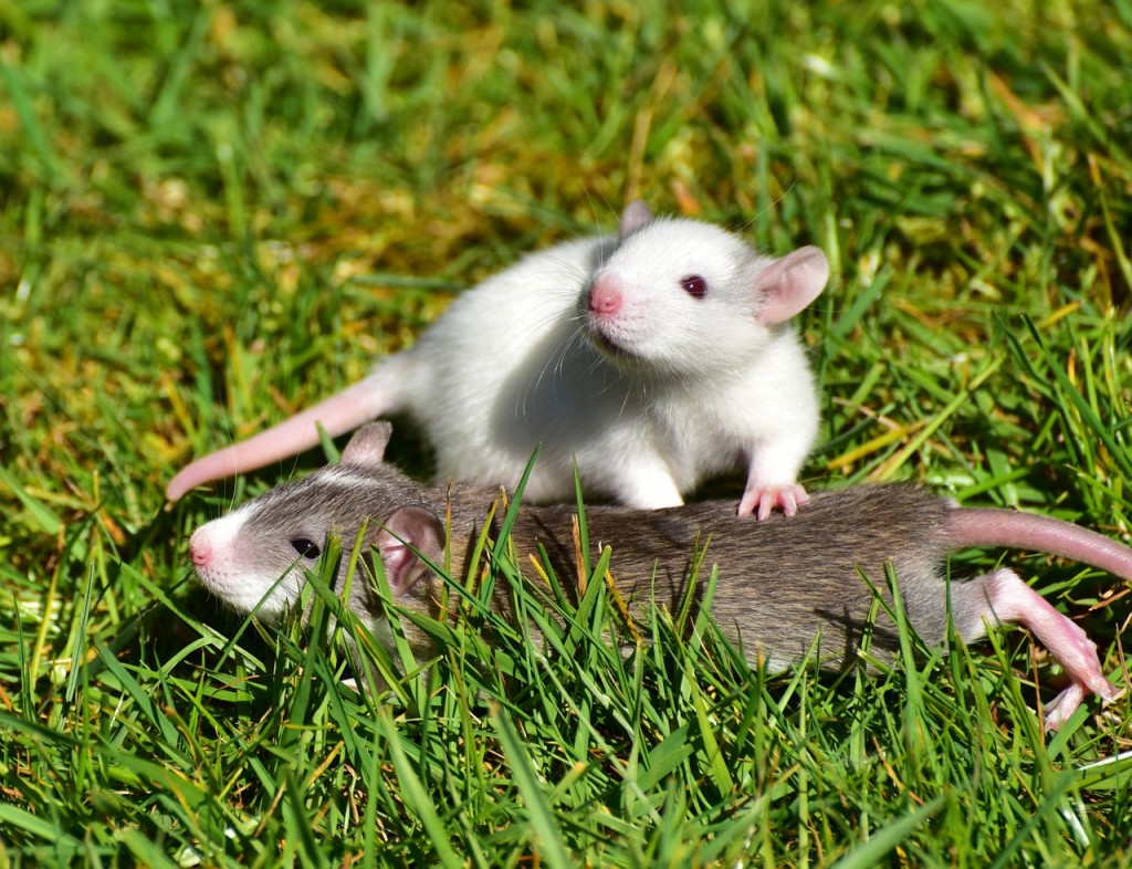 Après le Melomys rubicola, 20 espèces de mammifères pourraient disparaître à cause de l’homme