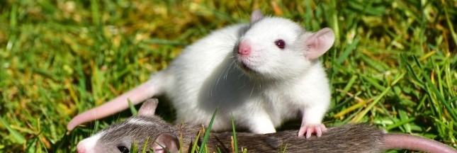 Après le Melomys rubicola, 20 espèces de mammifères pourraient disparaître à cause de l'homme Après le Melomys rubicola, 20 espèces de mammifères pourraient disparaître à cause de l'homme