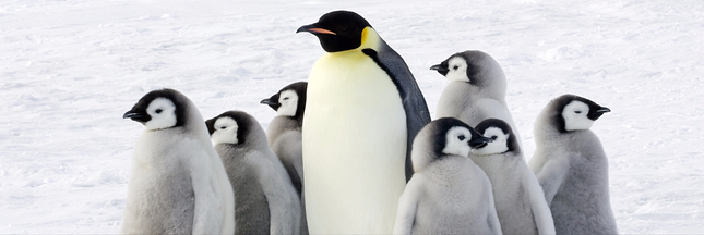 Les meilleurs papas du règne animal