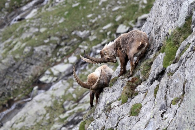 L'extraordinaire bouquetin marcheur à la verticale 