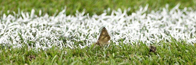 Euro 2016 : le stade de France couvert de papillons de nuit ! Euro 2016 : le stade de France couvert de papillons de nuit !
