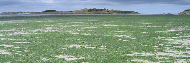 Le retour des algues vertes en Bretagne