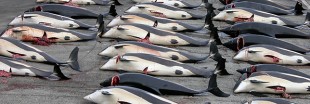 Massacre de dauphins dans l'océan Atlantique