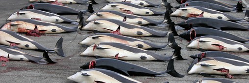 Massacre de dauphins dans l’océan Atlantique