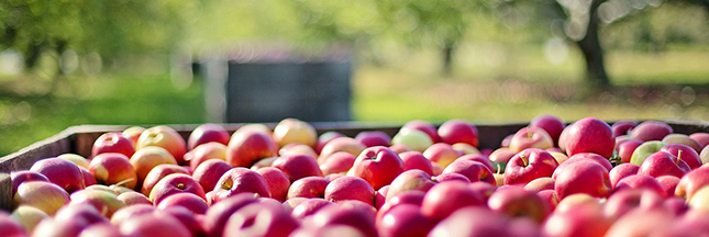 récoltes 2016 fruits