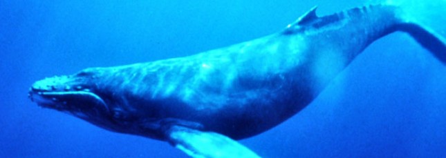 La baleine bleue peut émettre des sons de 188 décibels