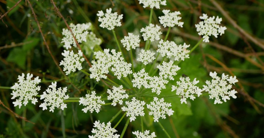 Plante invasive : évitez la toxique Berce du Caucase