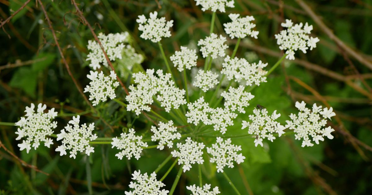 Plante invasive : évitez la toxique Berce du Caucase